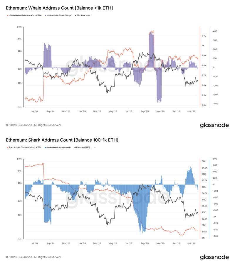 Ethereum whale and shark address count balance